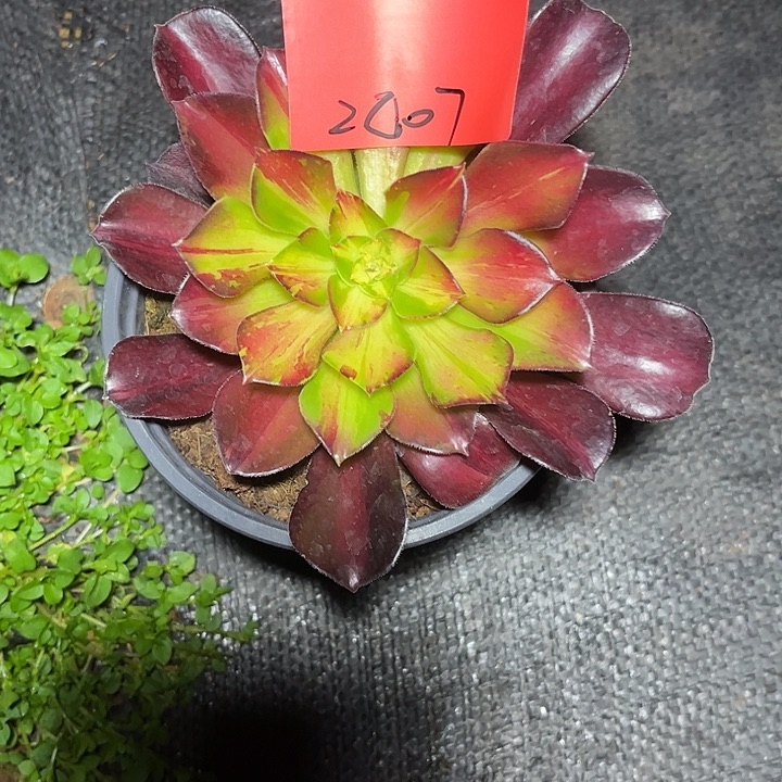 满江红多肉植物保护2007