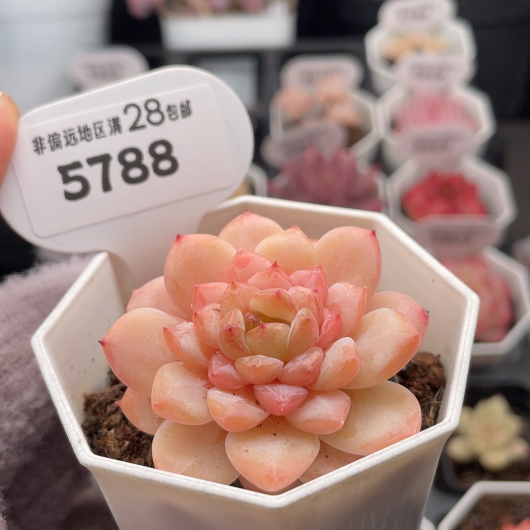 冰葡萄5788-5.0厘米