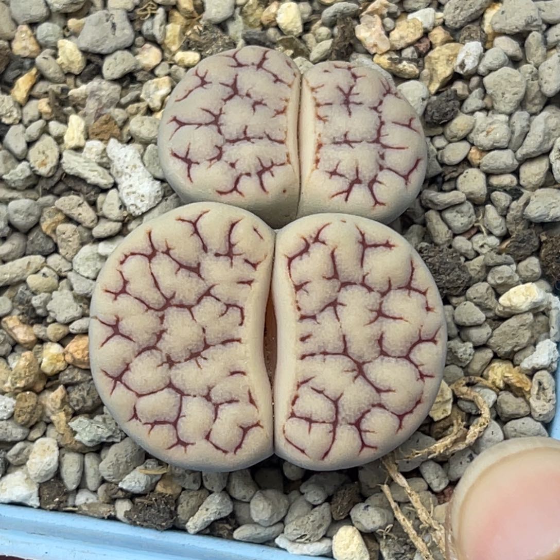 0700白底红纹1891