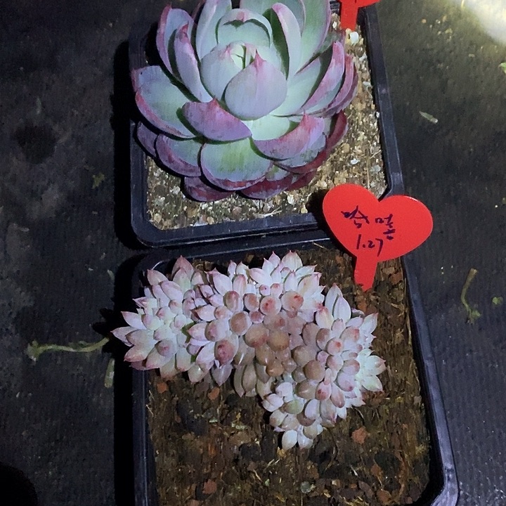 哈**嘻所罗门缀化惊鸿哈喜