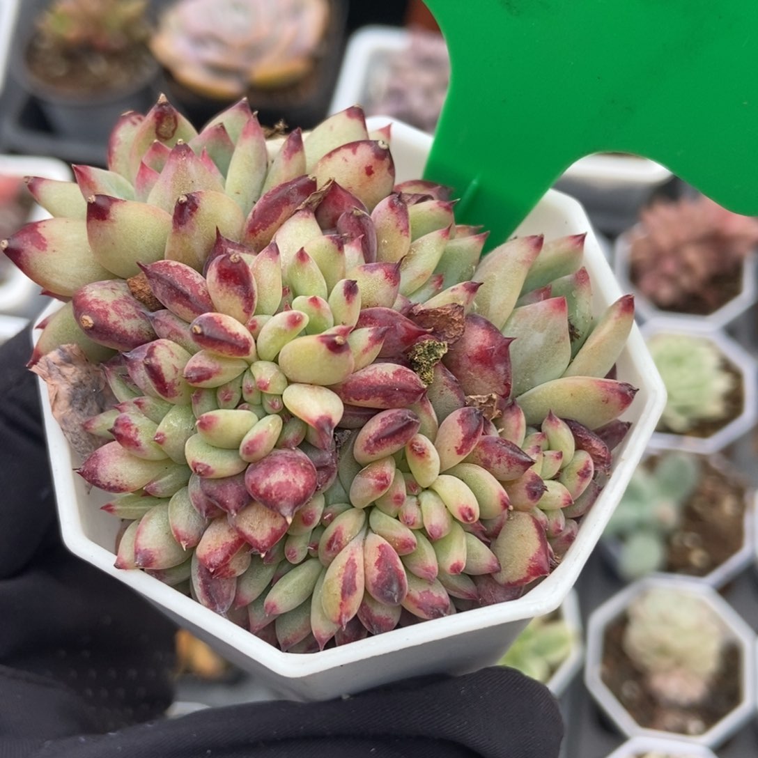 609拉糖多肉植物保护