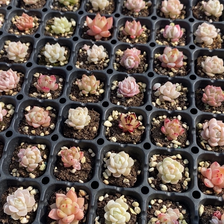 30 多肉植物盆栽花卉