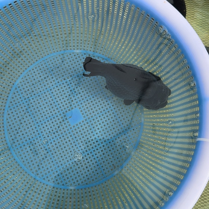 ****林海水鱼林一条兰寿大佬黑