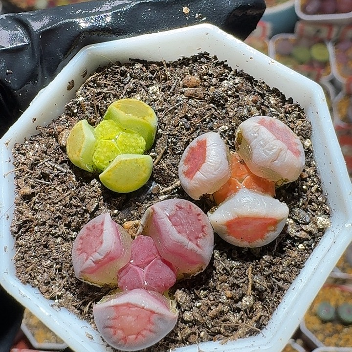 生石花3:：，星。 5号