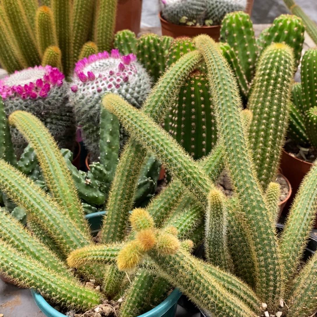 群生多头金妞红蜻蜓一杯