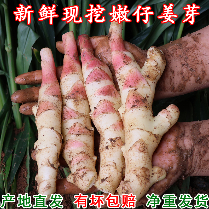 新鲜红芽嫩仔姜芽子姜生姜芽现挖带泥发货嫩姜芽子