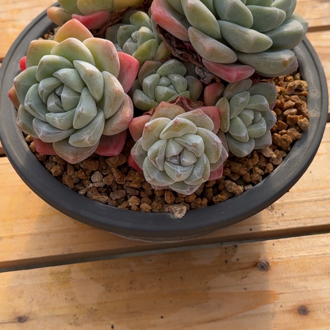 错***了冰玉老桩精品多肉