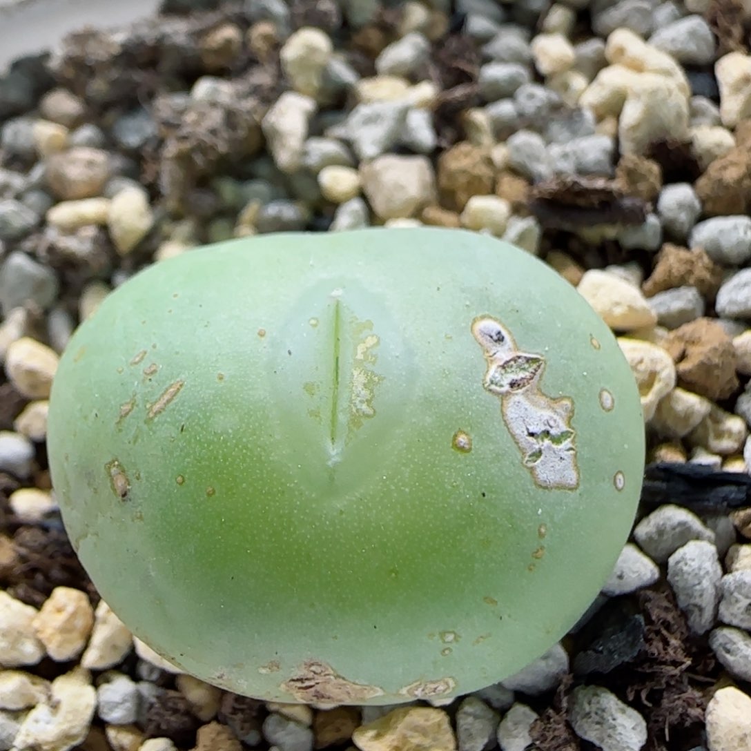 2-12-1-4当天满58包邮超嘟嘴白花大G脱土