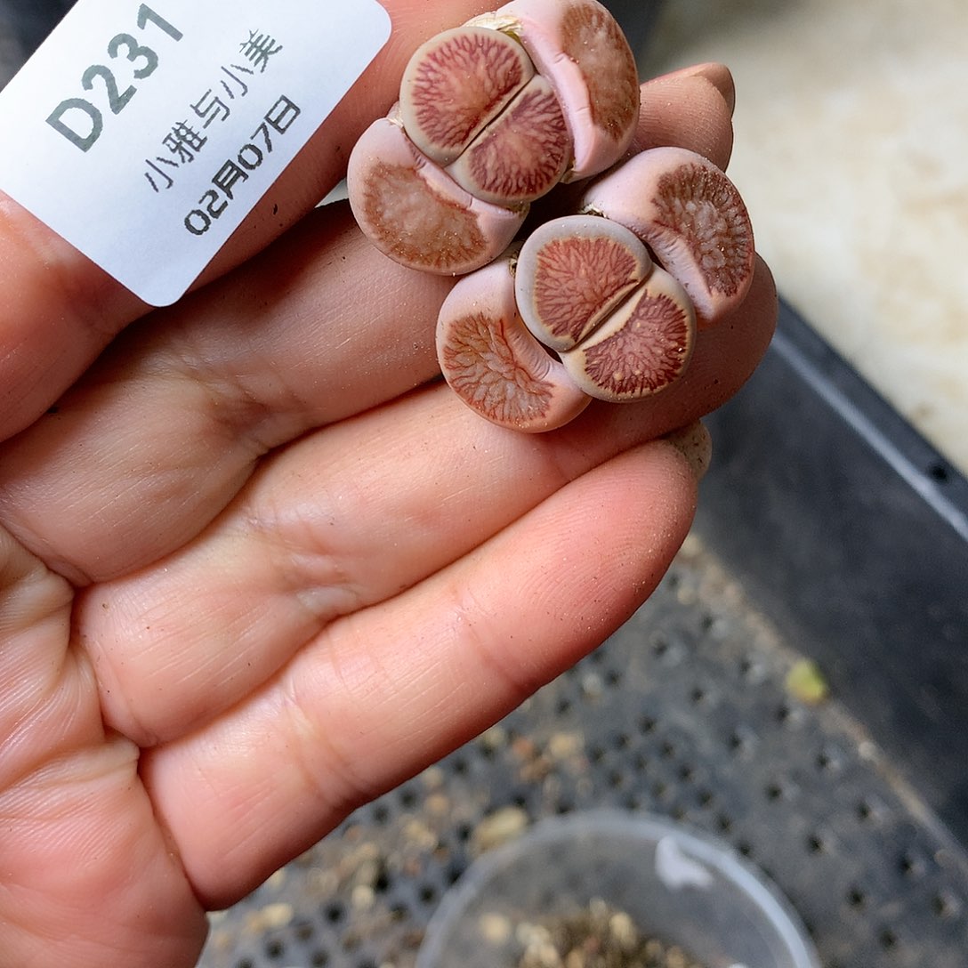 D231多肉植物保护研究所