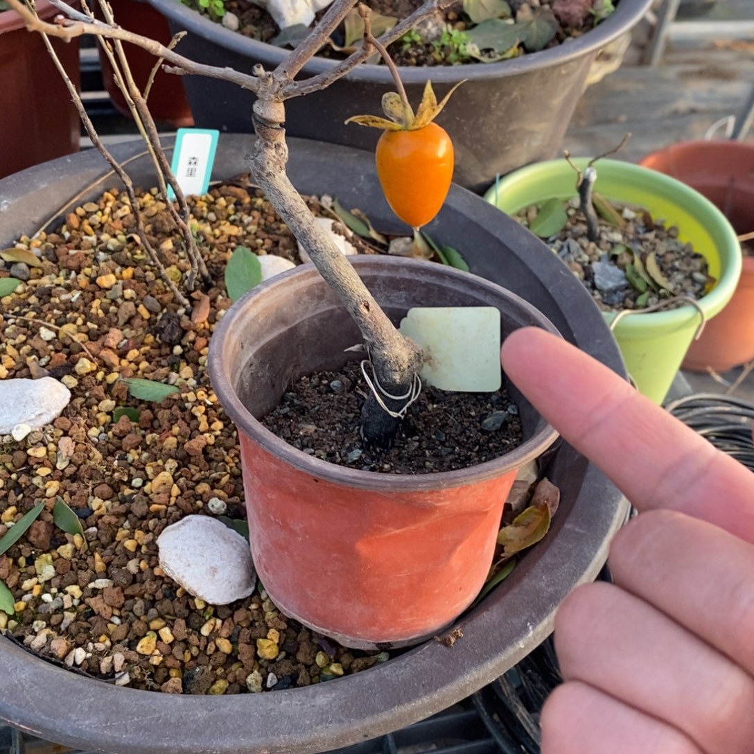 嫁接未知金黄果包邮