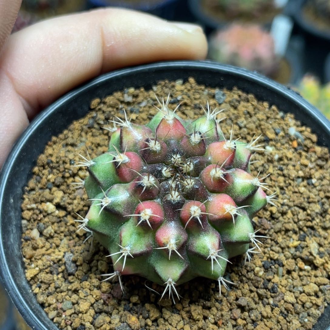 当前无花朵，栽培后可花朵拿玻璃艺术