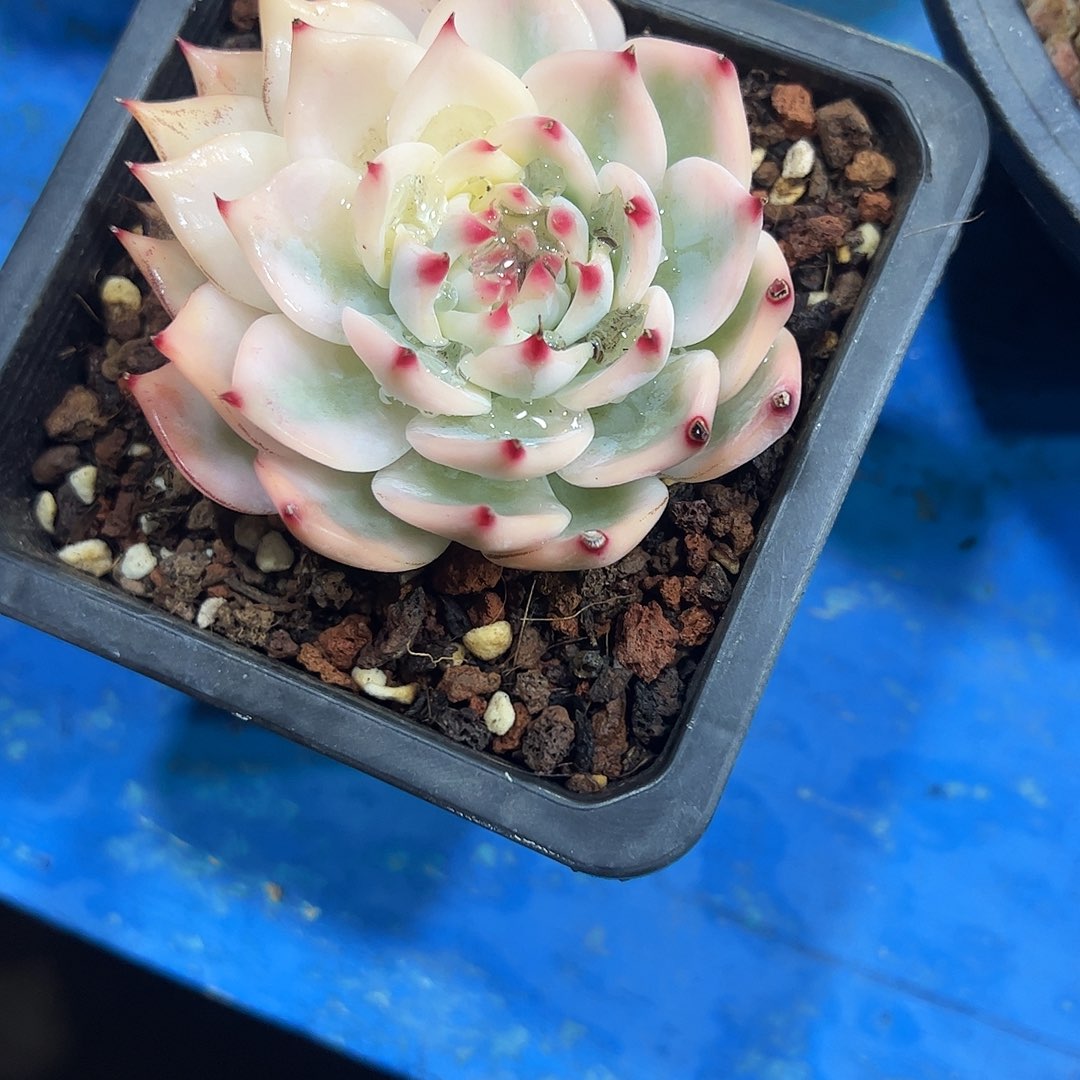 吉娃娃锦多肉植物