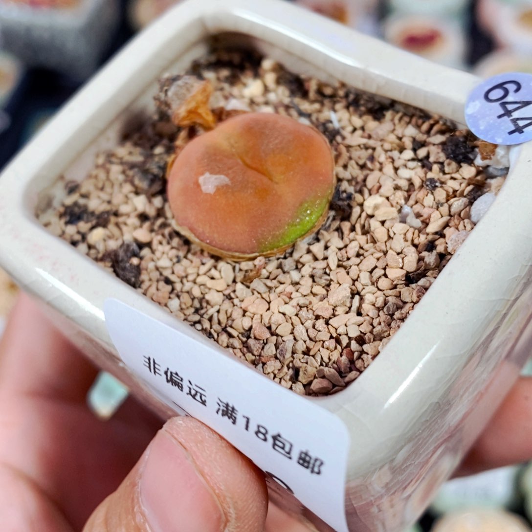 2158一物一拍 带盆