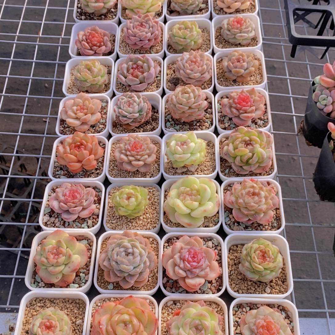 1210-14-贵货美肉捡漏福利四个