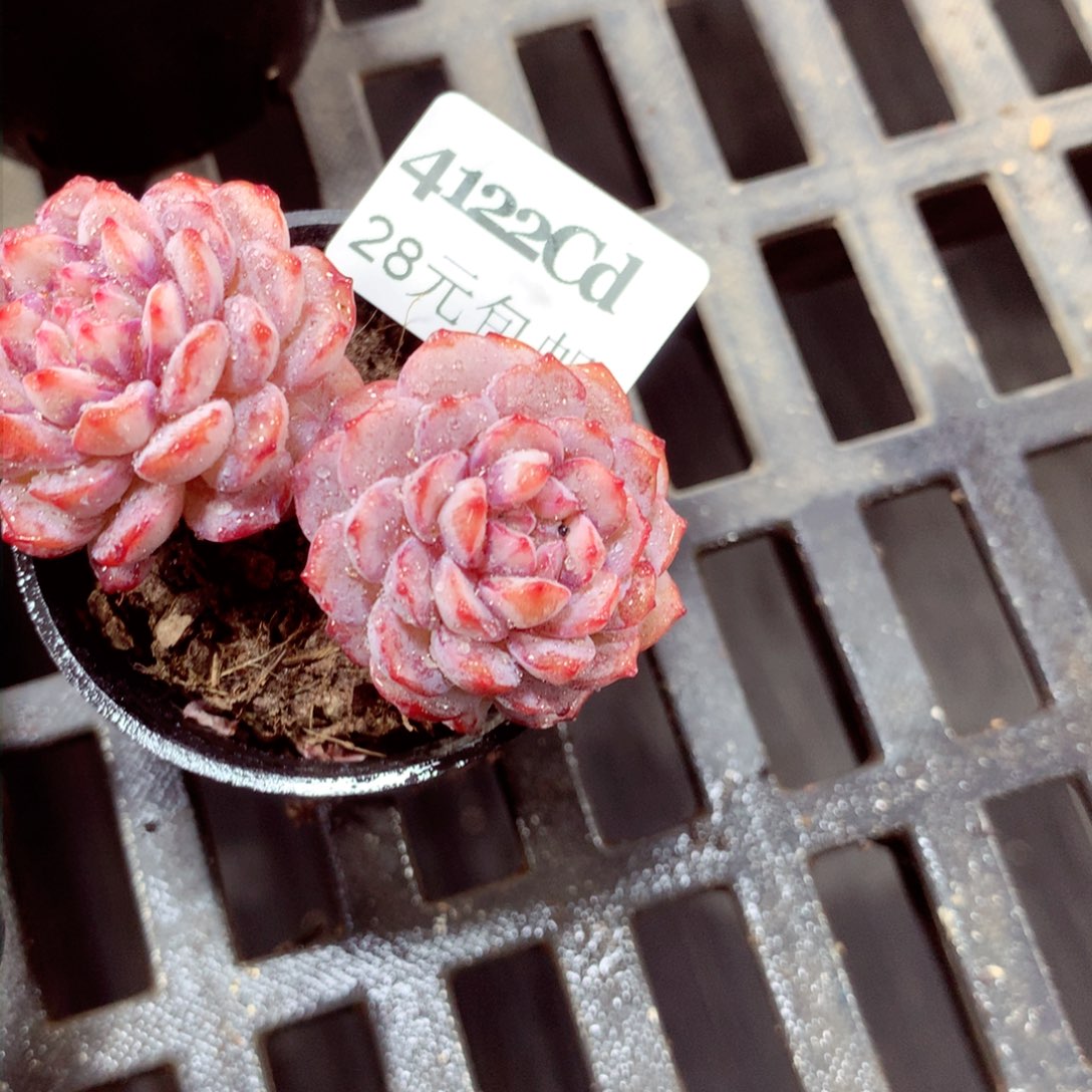 5厘米盆精控多肉4122