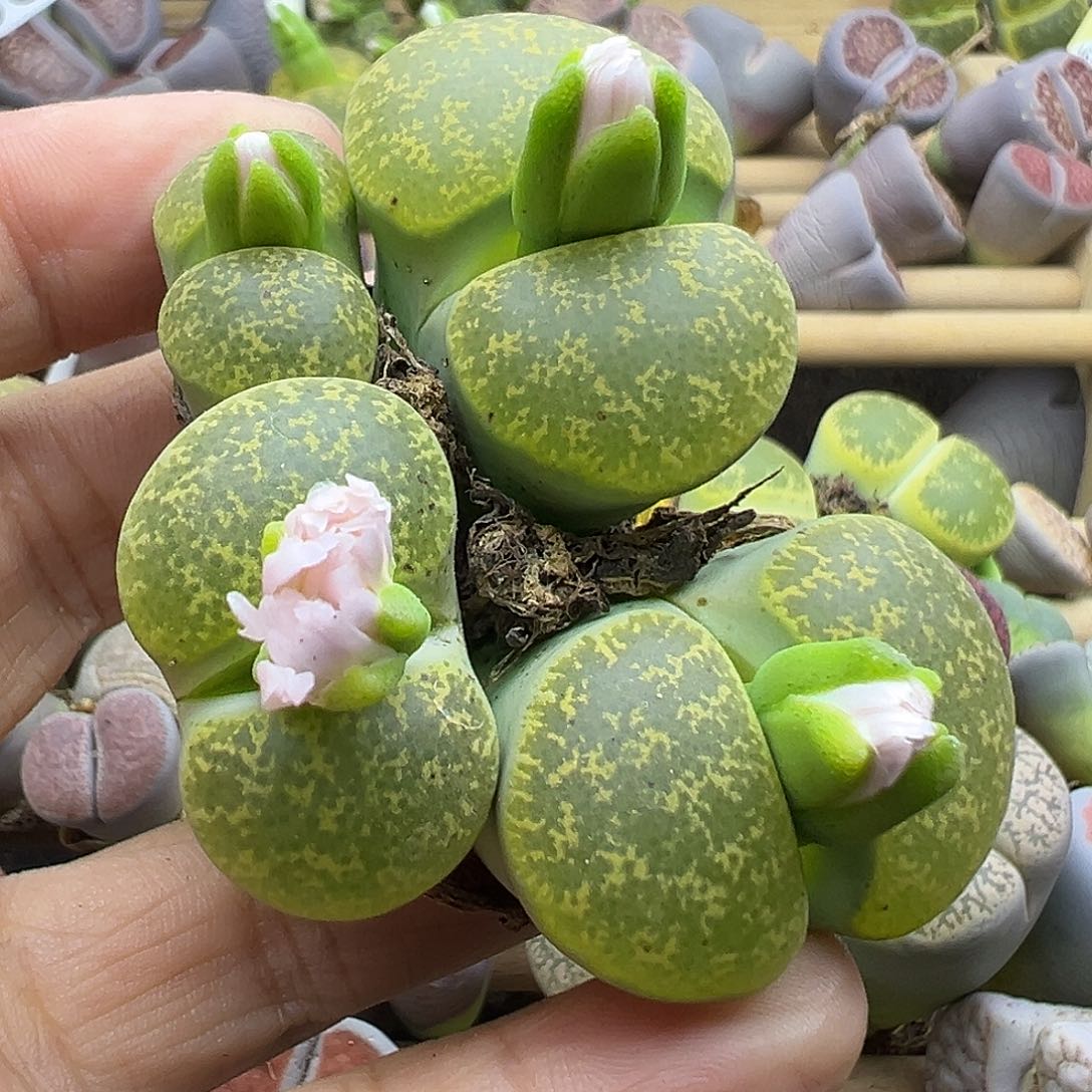 589清货价格不作参考