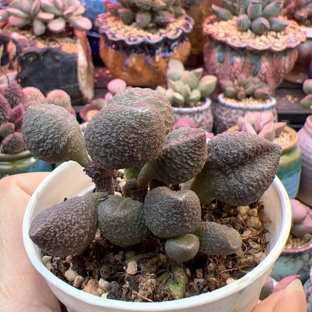 水蜜桃。                  