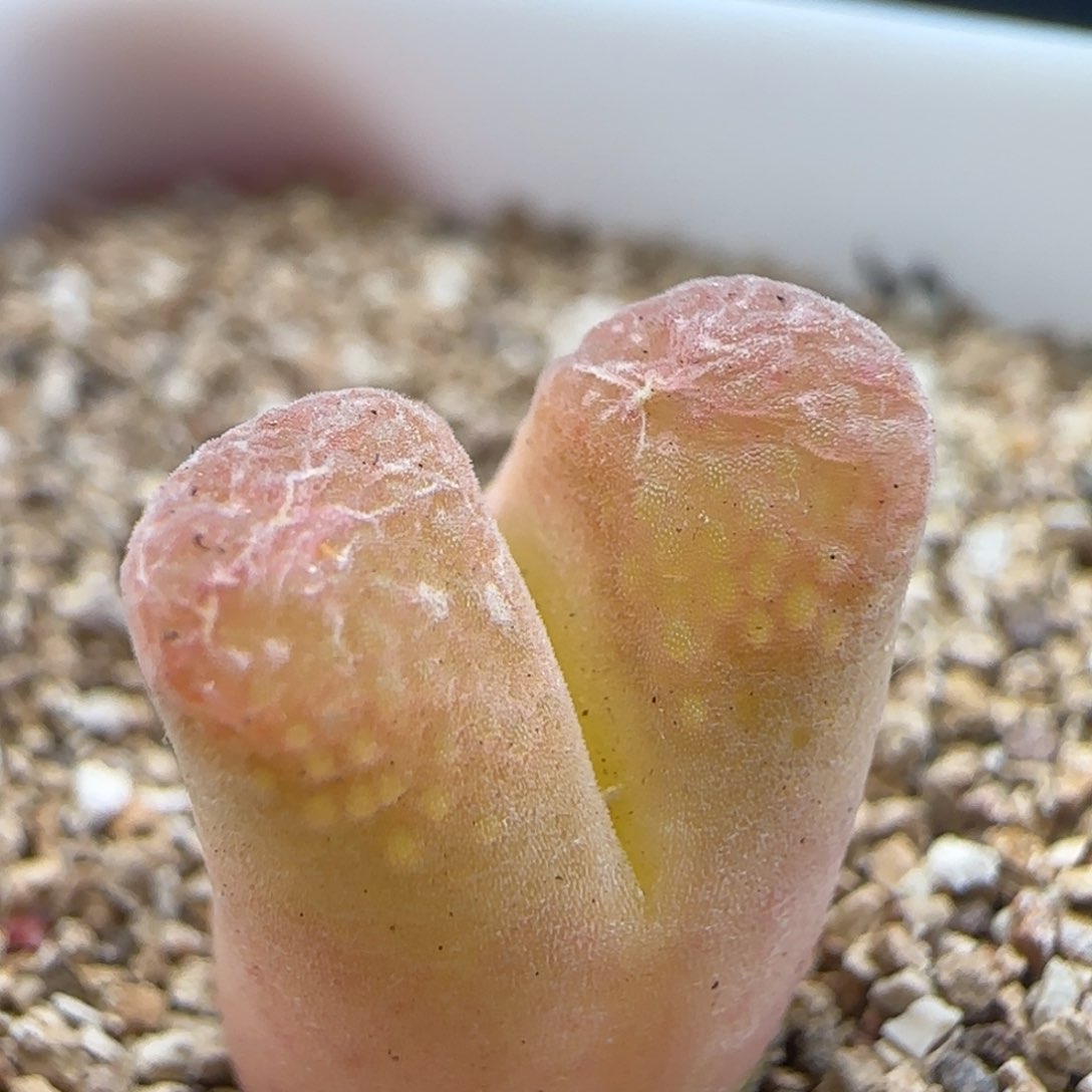 2.6.19/ 粉嘟嘟风铃