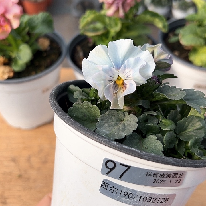 红陶抖音直播闪拍97