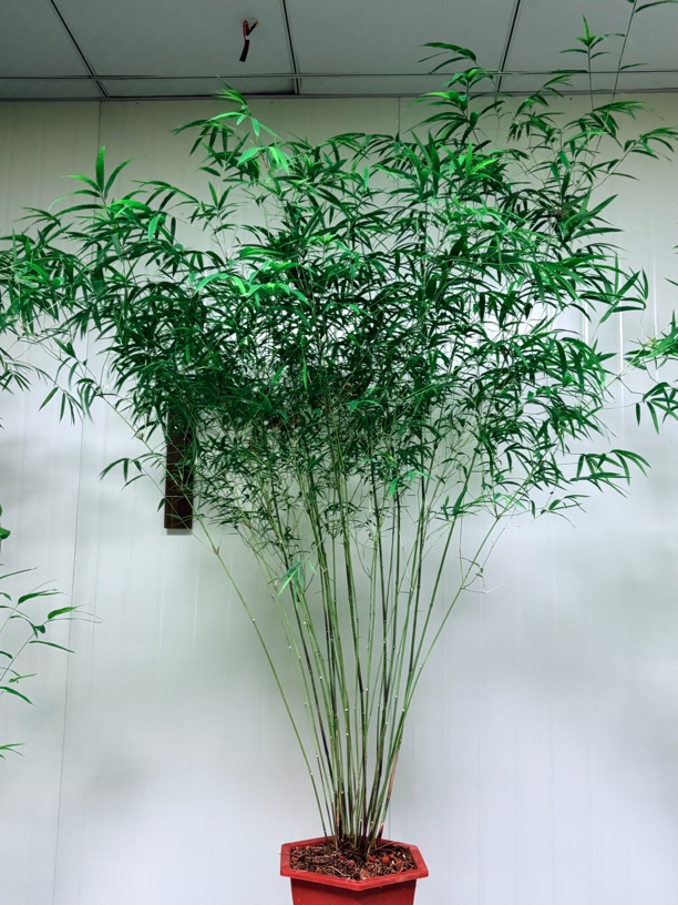 内门竹超大丛林盆栽（一物一链罗汉竹小叶簕竹）