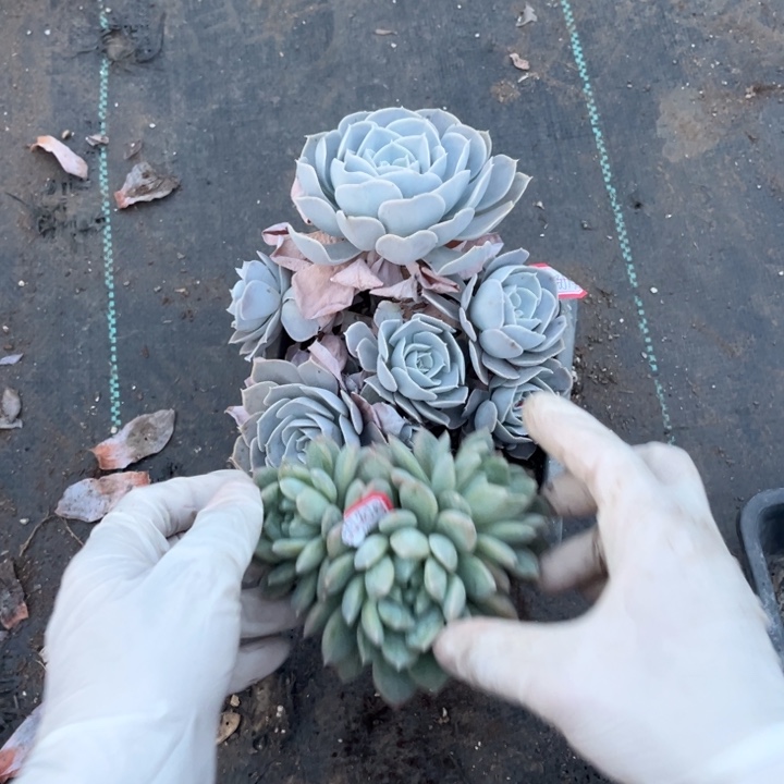 月***了百达菲翠圣卡一了