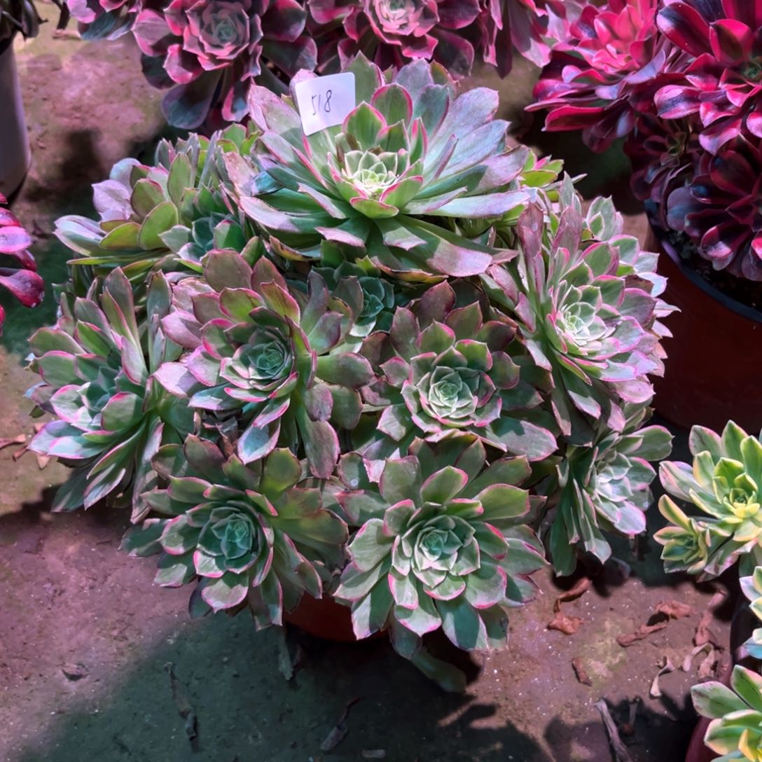 多肉植物荷花518