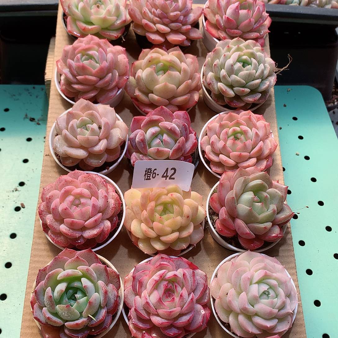 6-42一物一拍带盆18颗