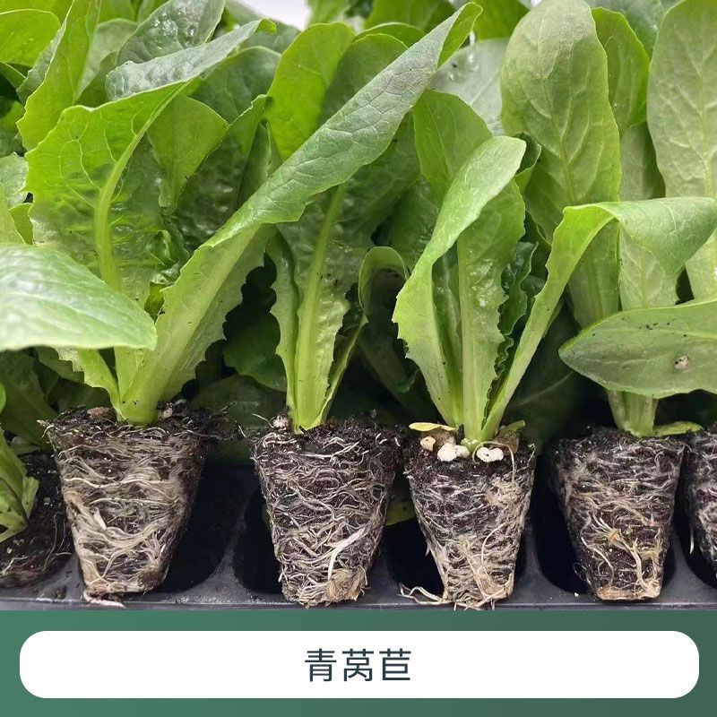 红皮紫叶莴笋苗带土秋冬耐寒蔬菜苗适合家庭阳台种植