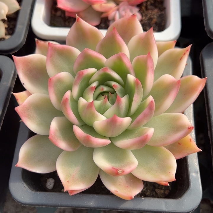 灵魂锦一物一拍锦龙