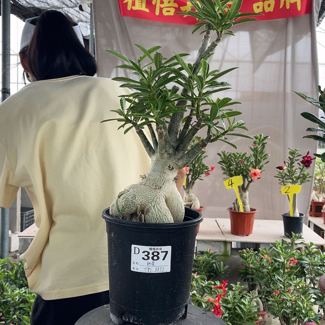 完全开放387朗星原盆土