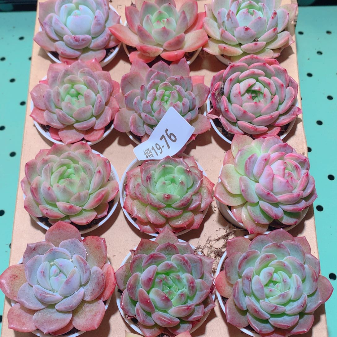 19-76一物一拍多肉带盆18颗
