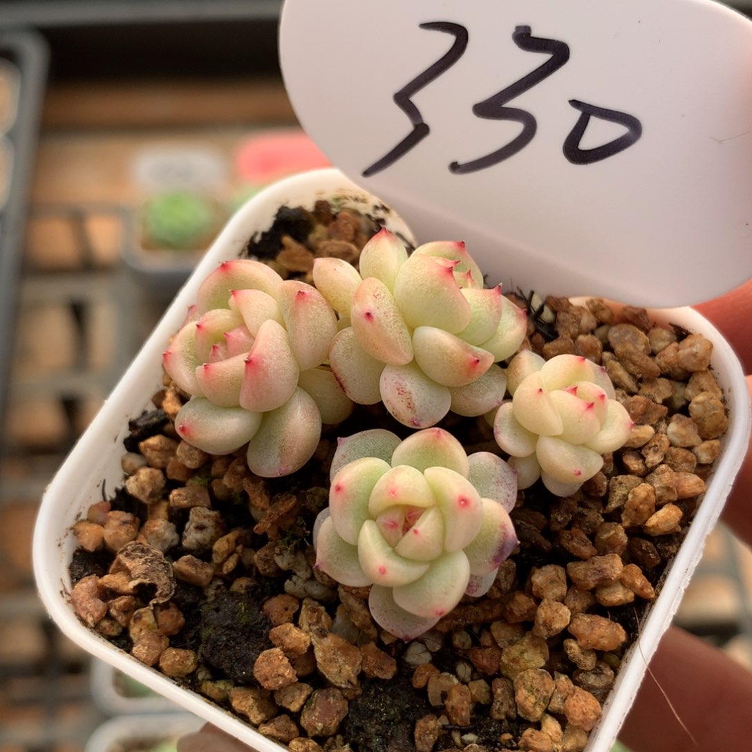 飘枝甜心4头群330