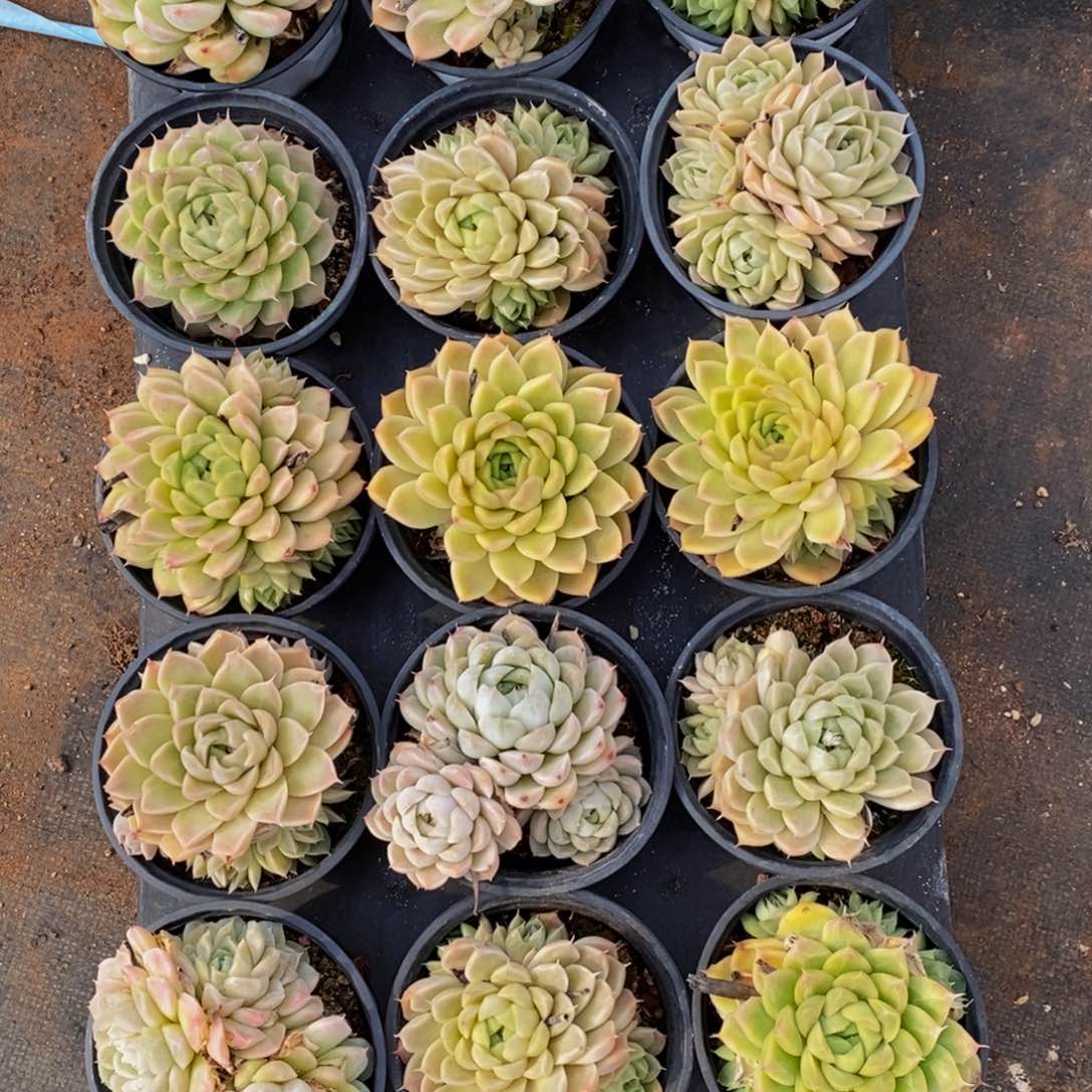 f****）720的人生态度就是这样