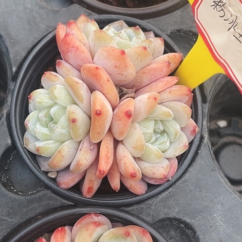 粉冰玉25一盆8888888