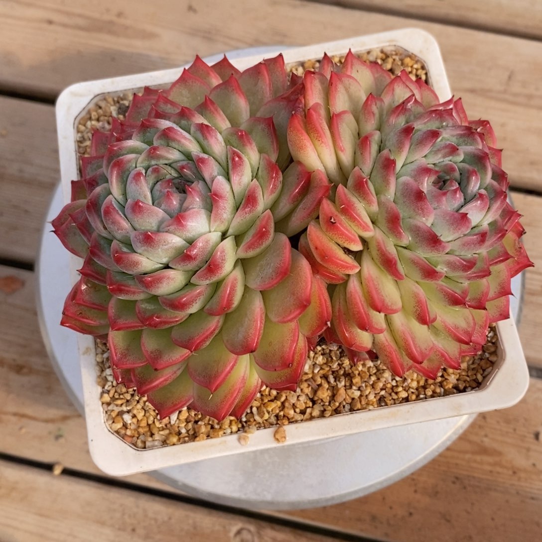 可问主播品种，下滑链接更多品种多肉选择