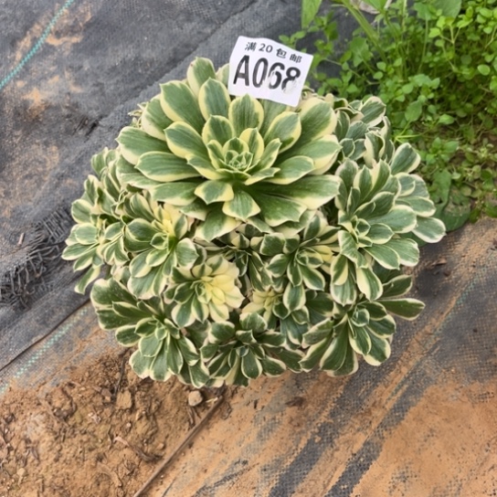 068迈巴赫不包断枝