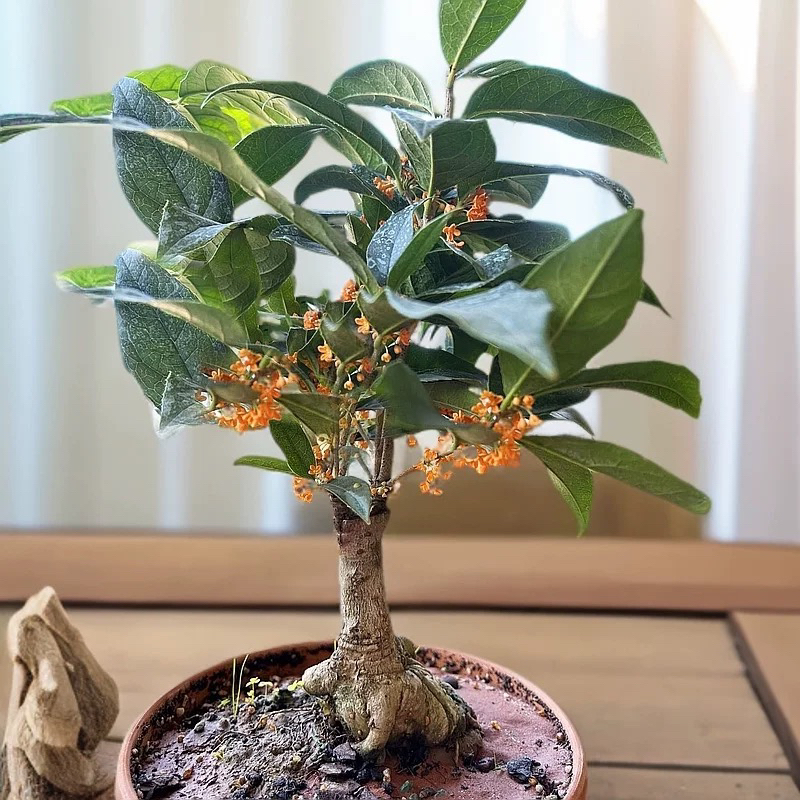 四季丹桂花盆景盆栽红天香绿植花卉四季开阳台室内日香桂花月桂