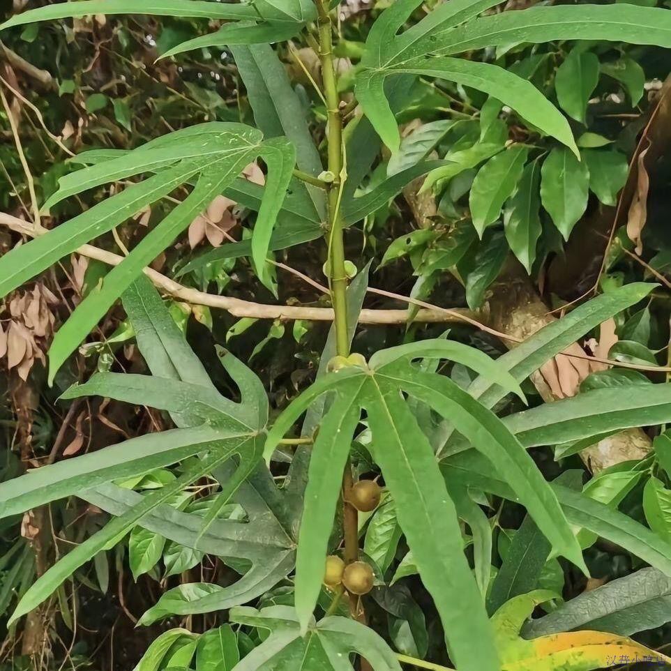 贵州深山新鲜五指毛桃奶香浓郁煮水煲汤