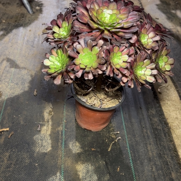 55红铜壶中多肉多肉多肉多肉