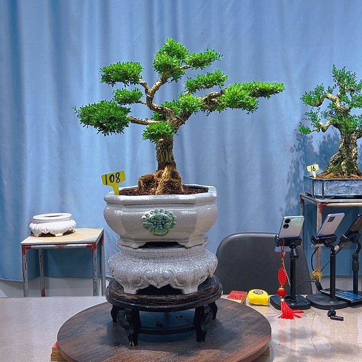 无花朵广东皱皮雀舌黄杨
