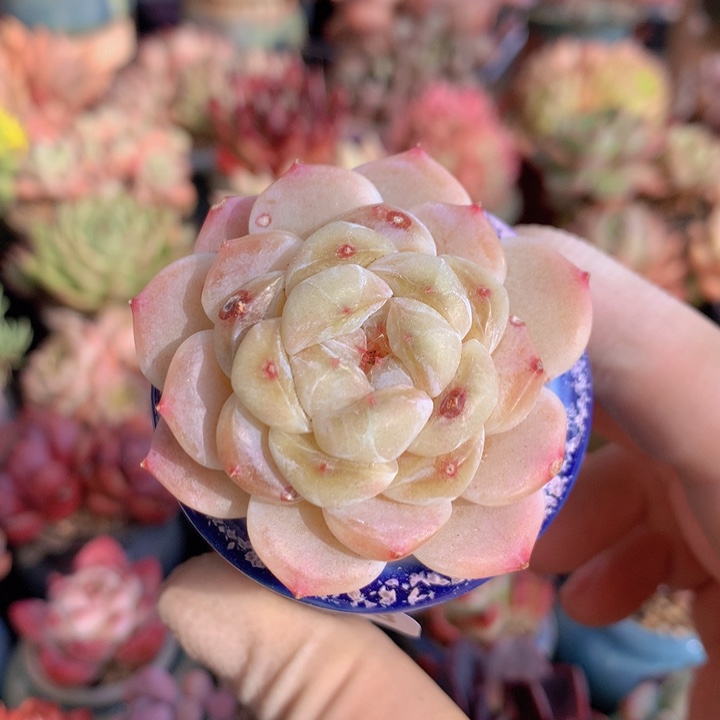 一物一拍含盆土满38包邮A403
