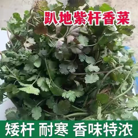 河南家乡农家自种香菜芫荽老品种净重1斤装净重2斤装3斤装