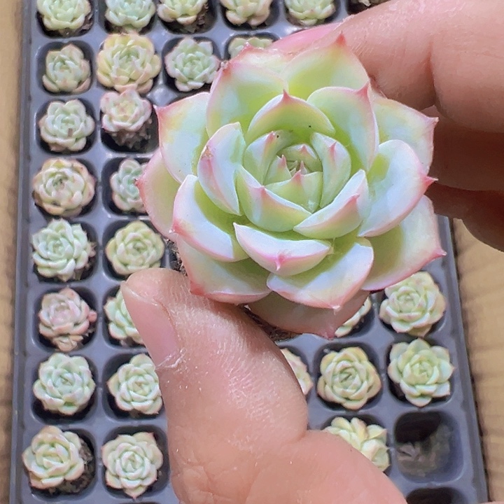 粉蓝鸟精品多肉植物大战