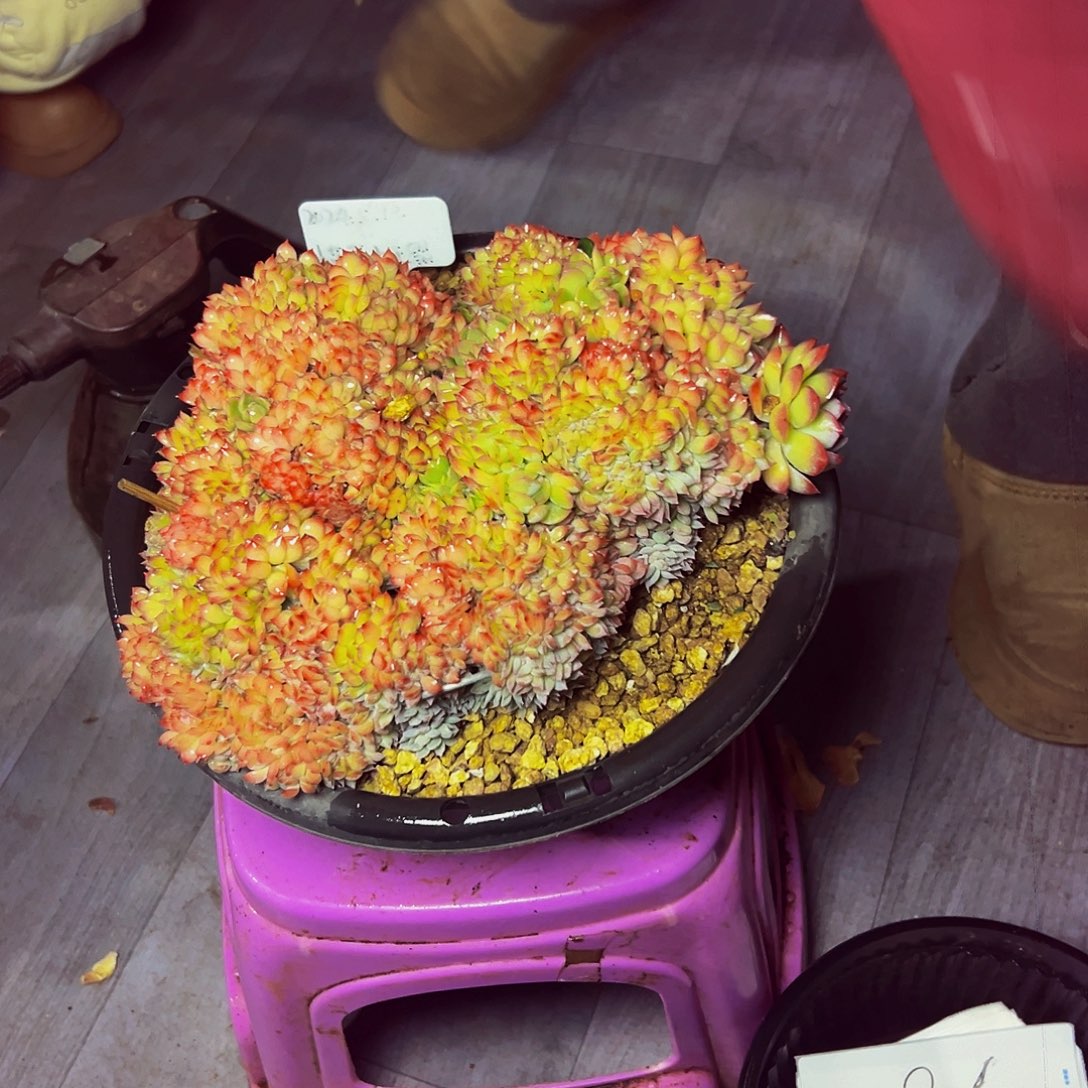 858号一物一拍脱土包邮