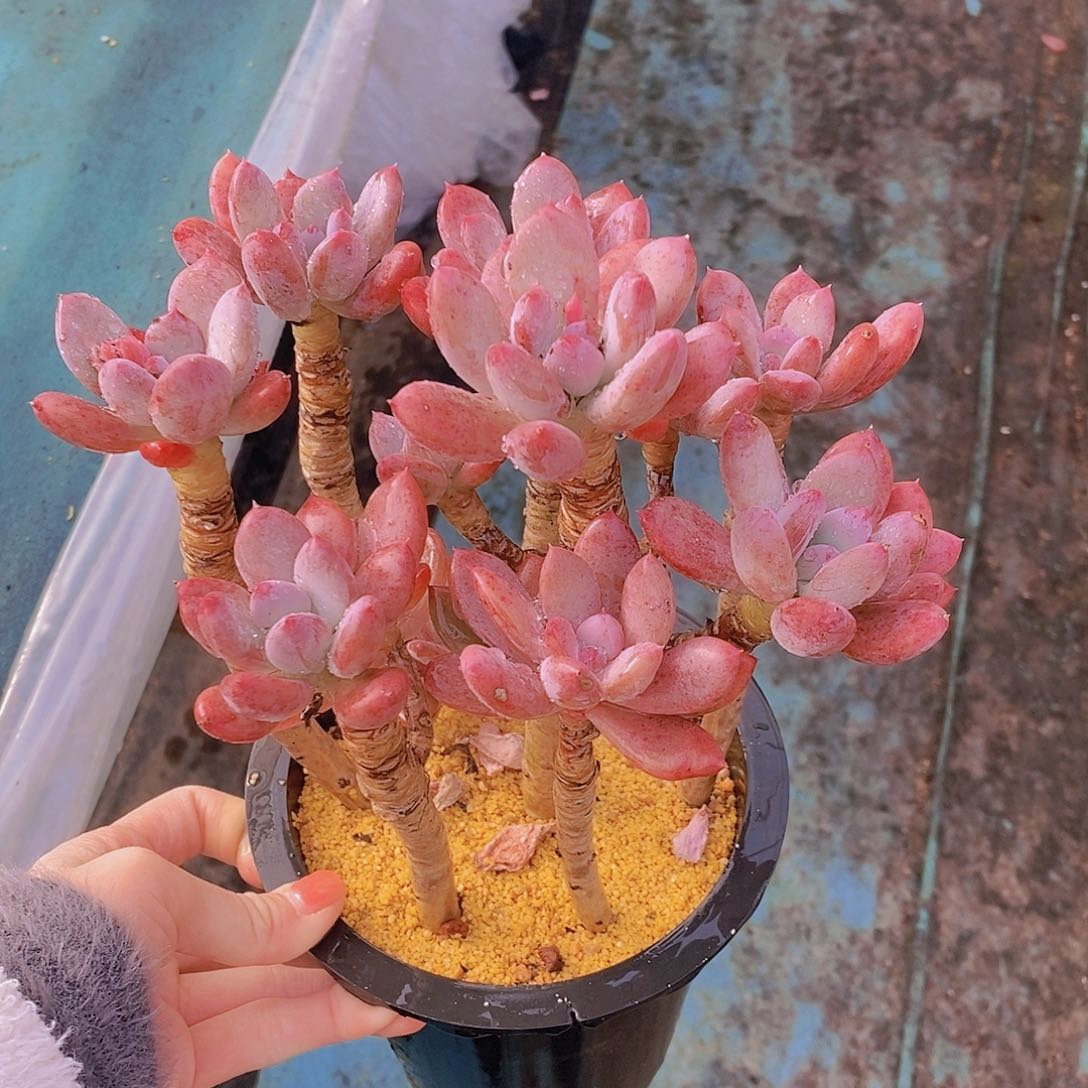 1015多肉植物老桩