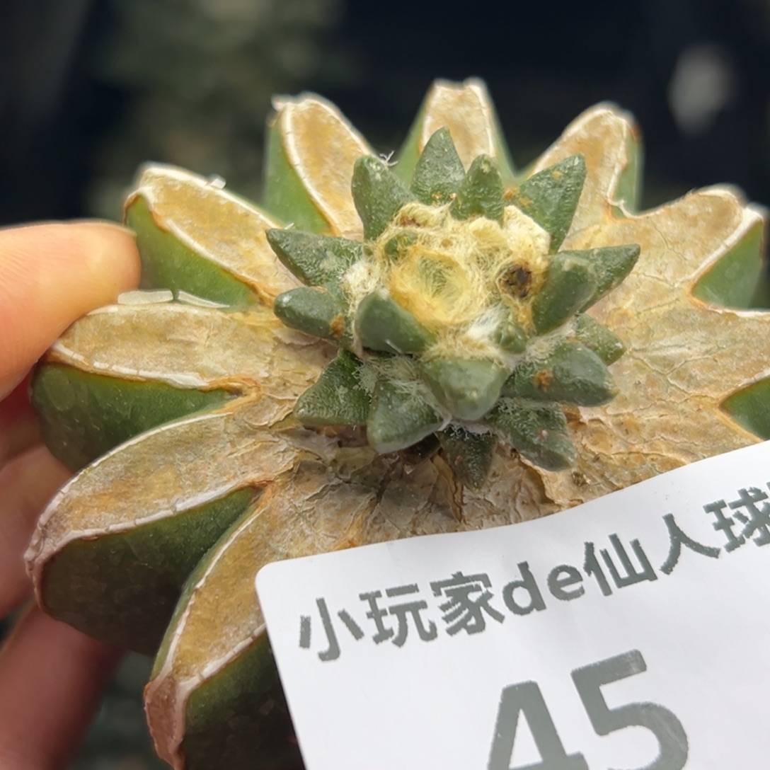 滴***猡45 仙人球的比赛将