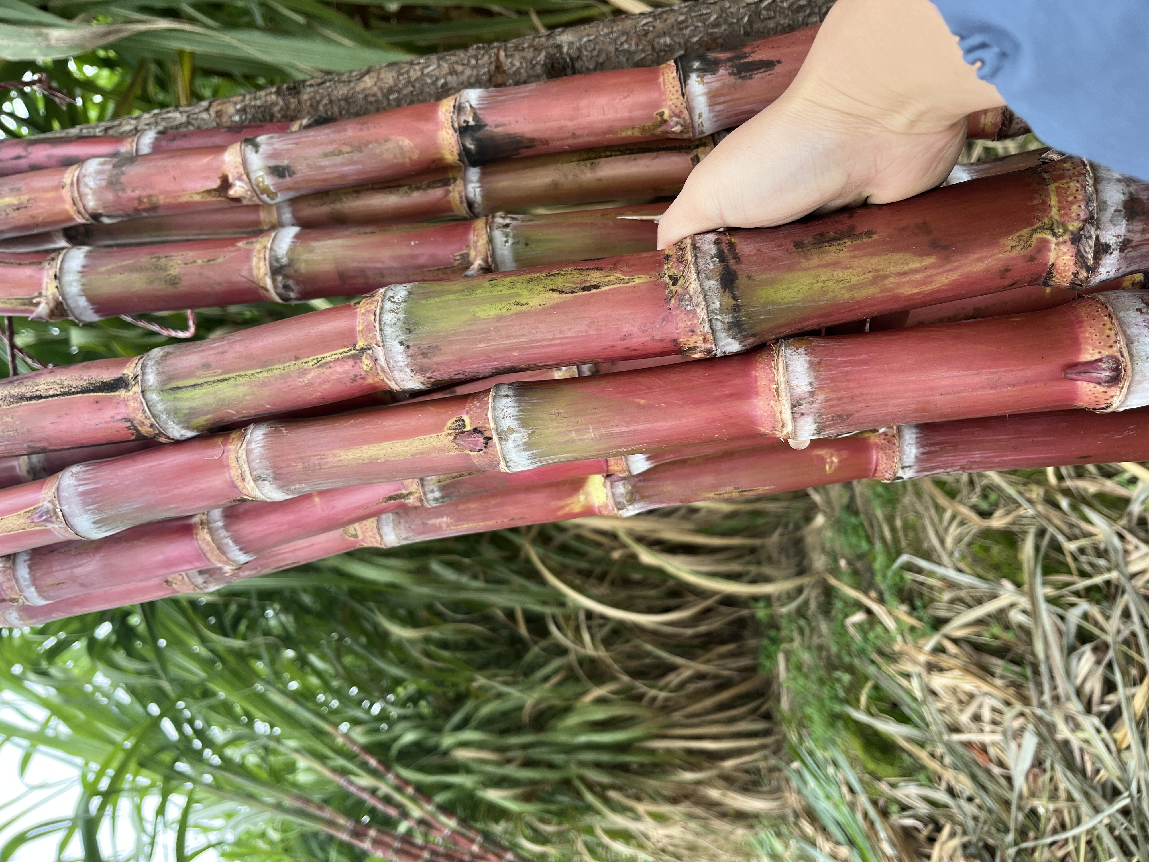 【精品装】云南红皮脆皮甘蔗现砍现发脆甜多汁高山农家种植