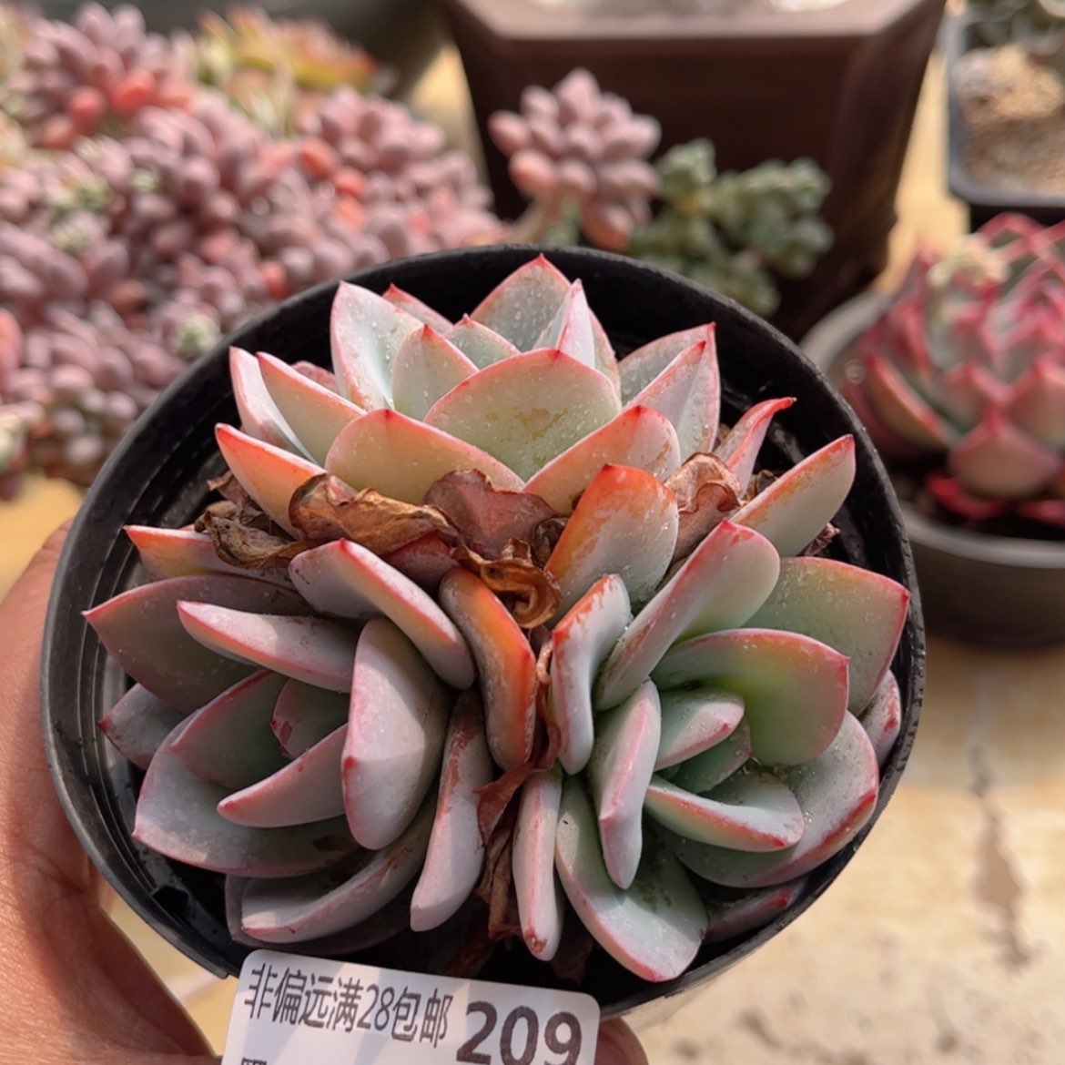 【闪购商品】209布鲁蓝