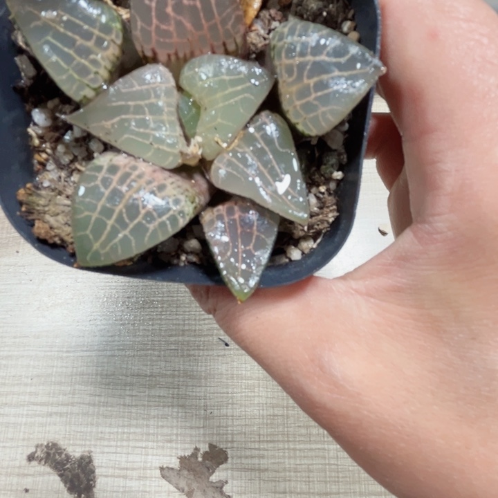 粉玻璃康平多肉植物6666