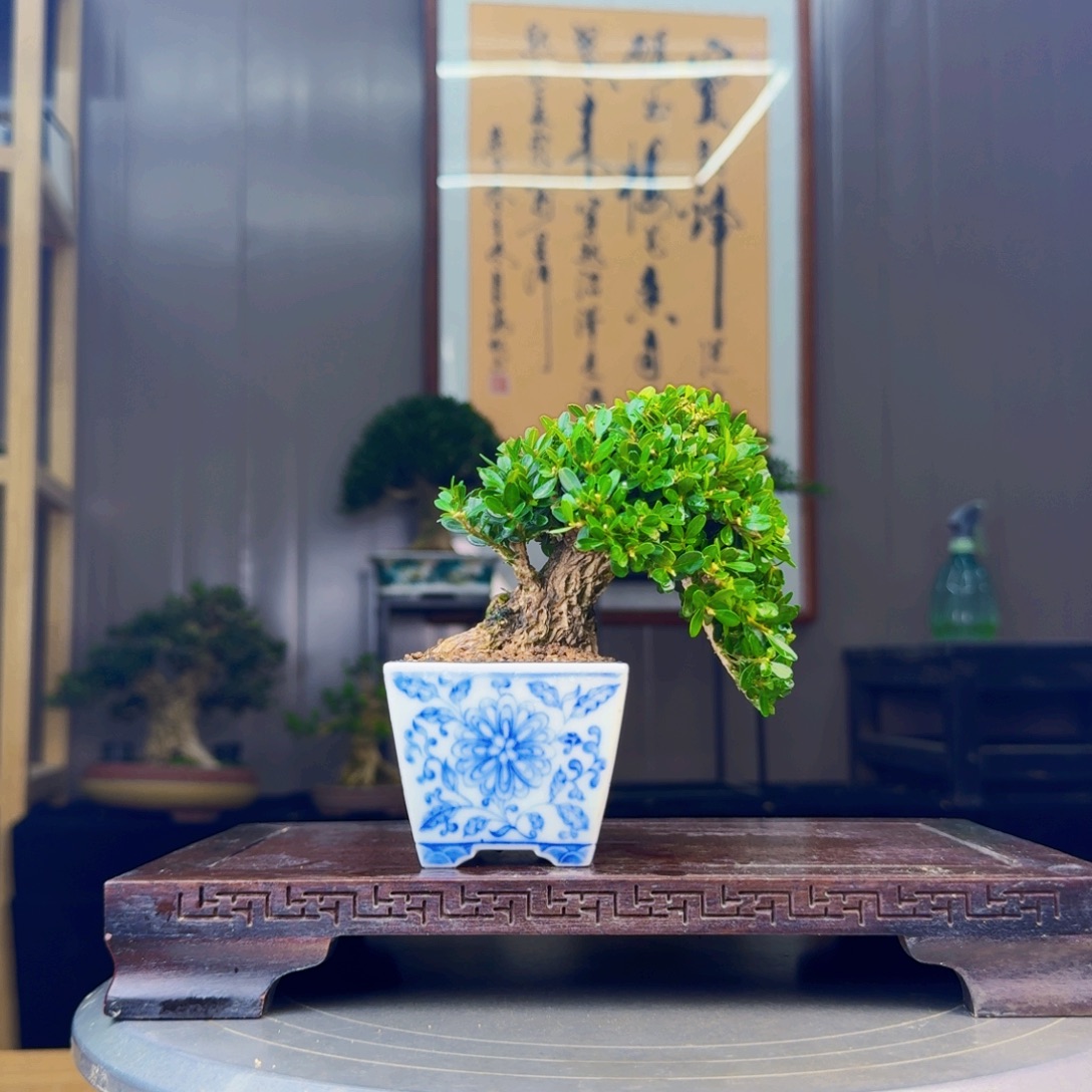 *****无花朵凤尾黄杨黄杨盆景